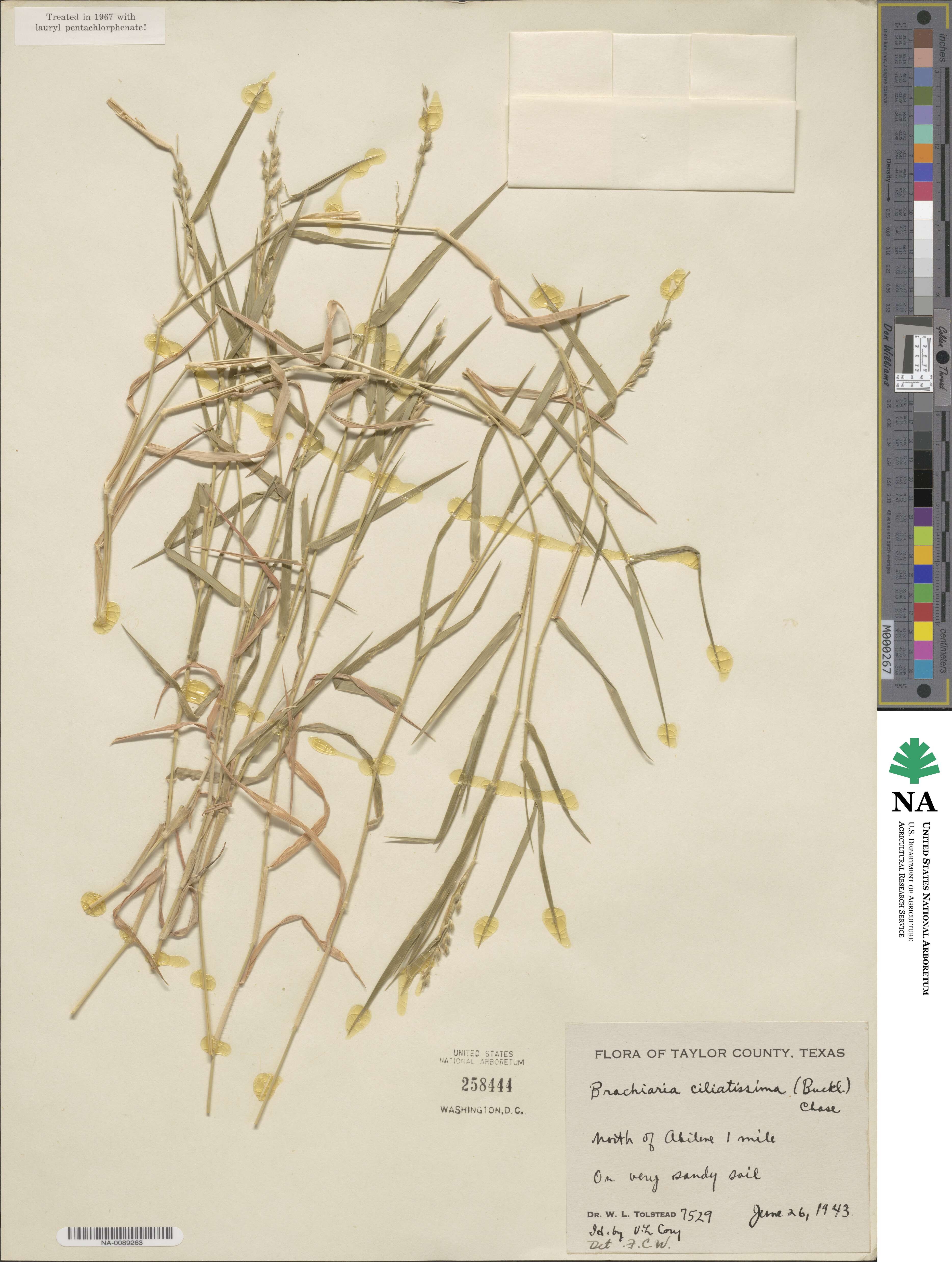 Urochloa ciliatissima image