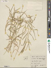 Urochloa ciliatissima image