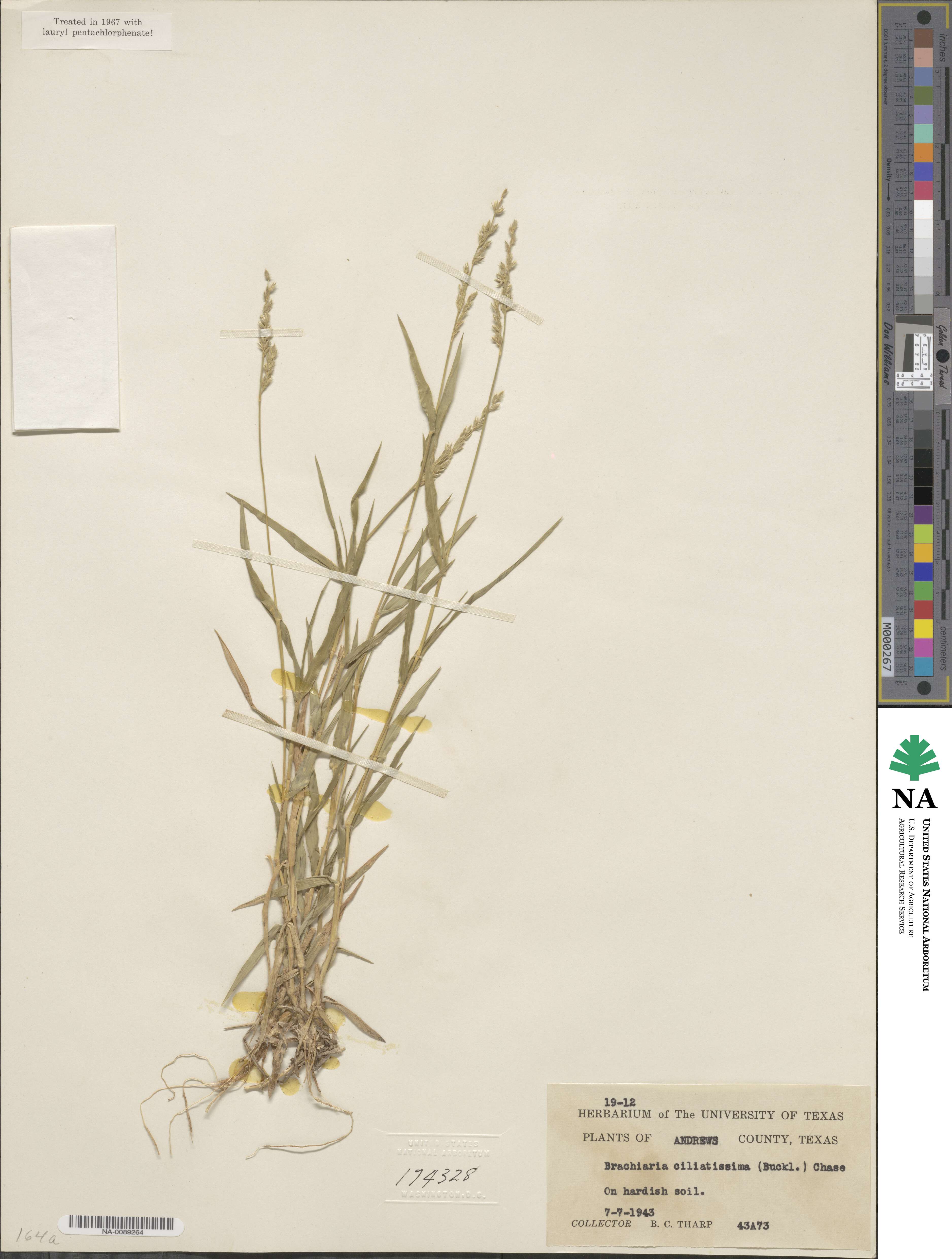 Urochloa ciliatissima image