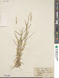 Urochloa ciliatissima image