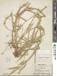 Urochloa platyphylla image