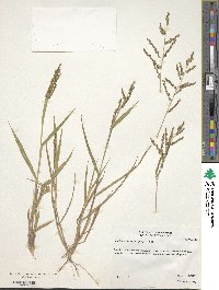 Urochloa fusca image