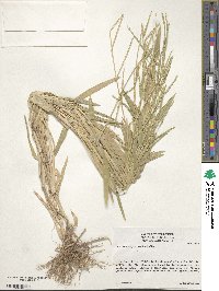 Urochloa platyphylla image