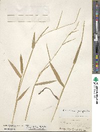 Urochloa platyphylla image