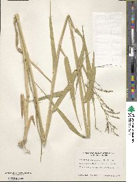 Urochloa mutica image