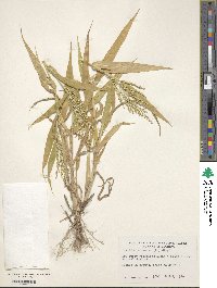 Urochloa ramosa image