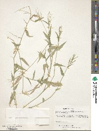 Urochloa reptans image