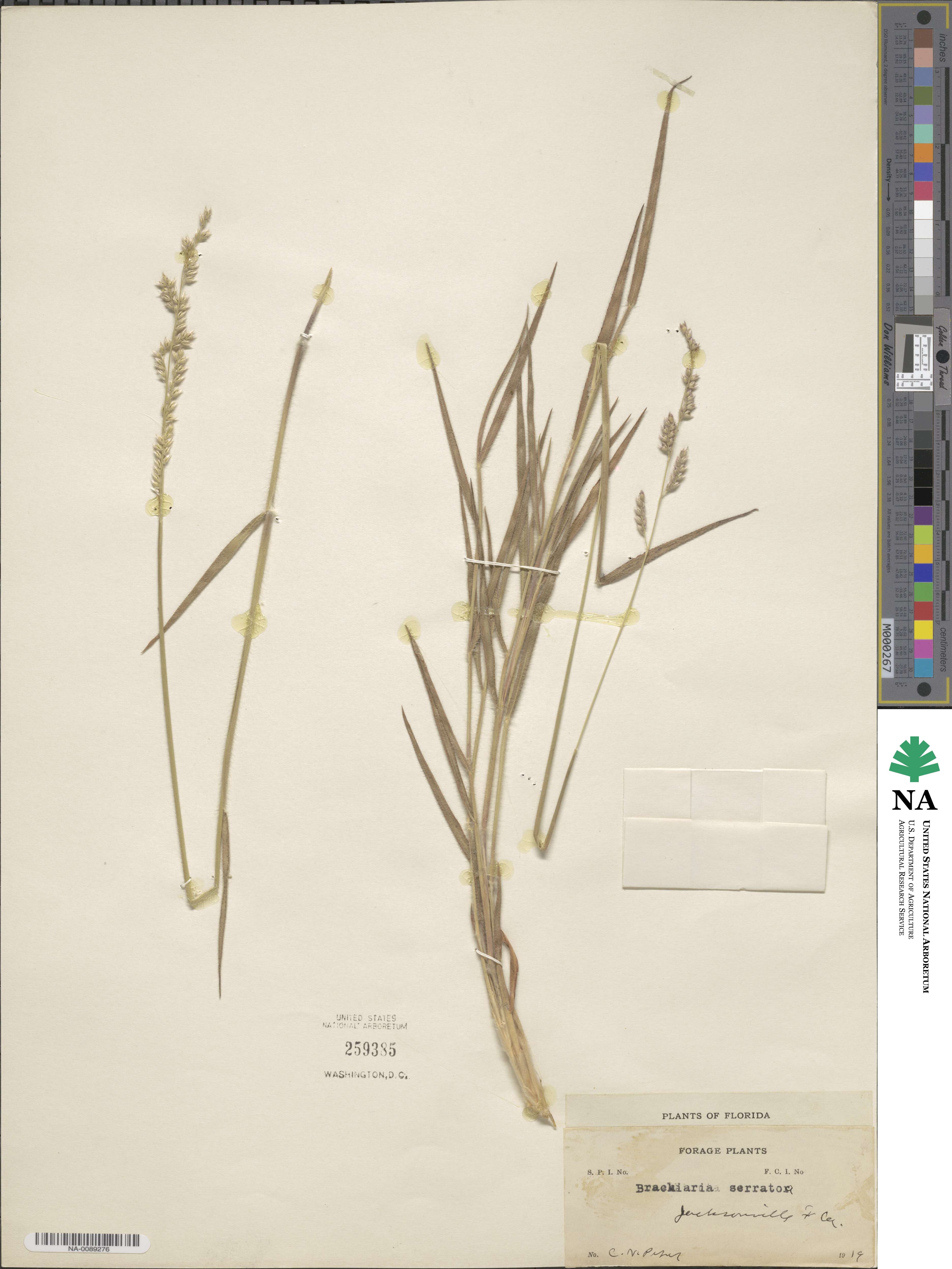 Urochloa serrata image