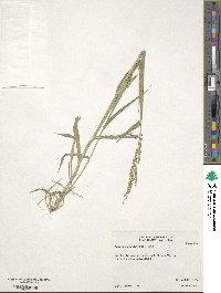 Urochloa texana image