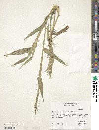 Urochloa texana image