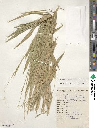 Urochloa brizantha image