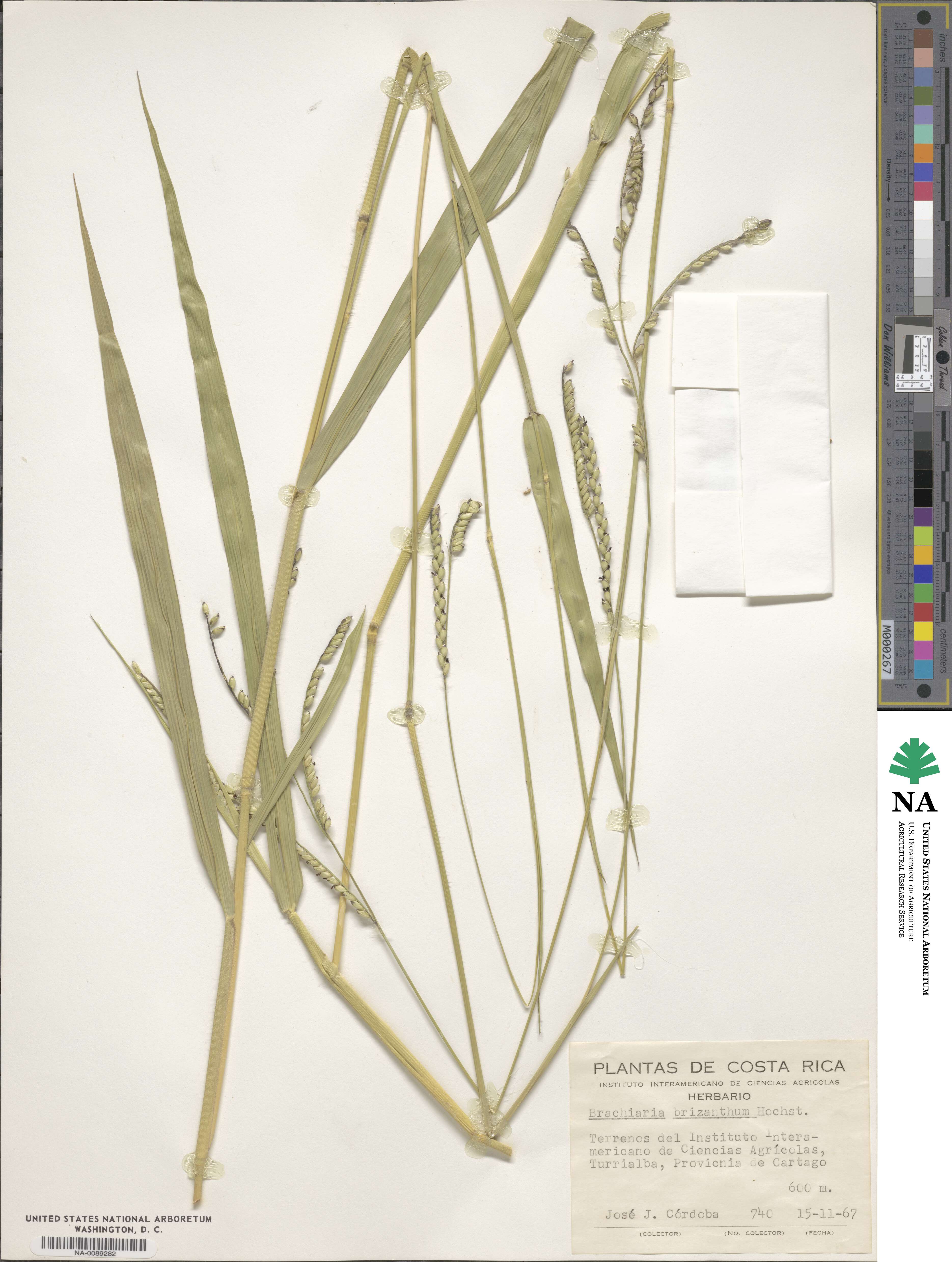 Urochloa brizantha image