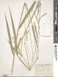 Urochloa brizantha image