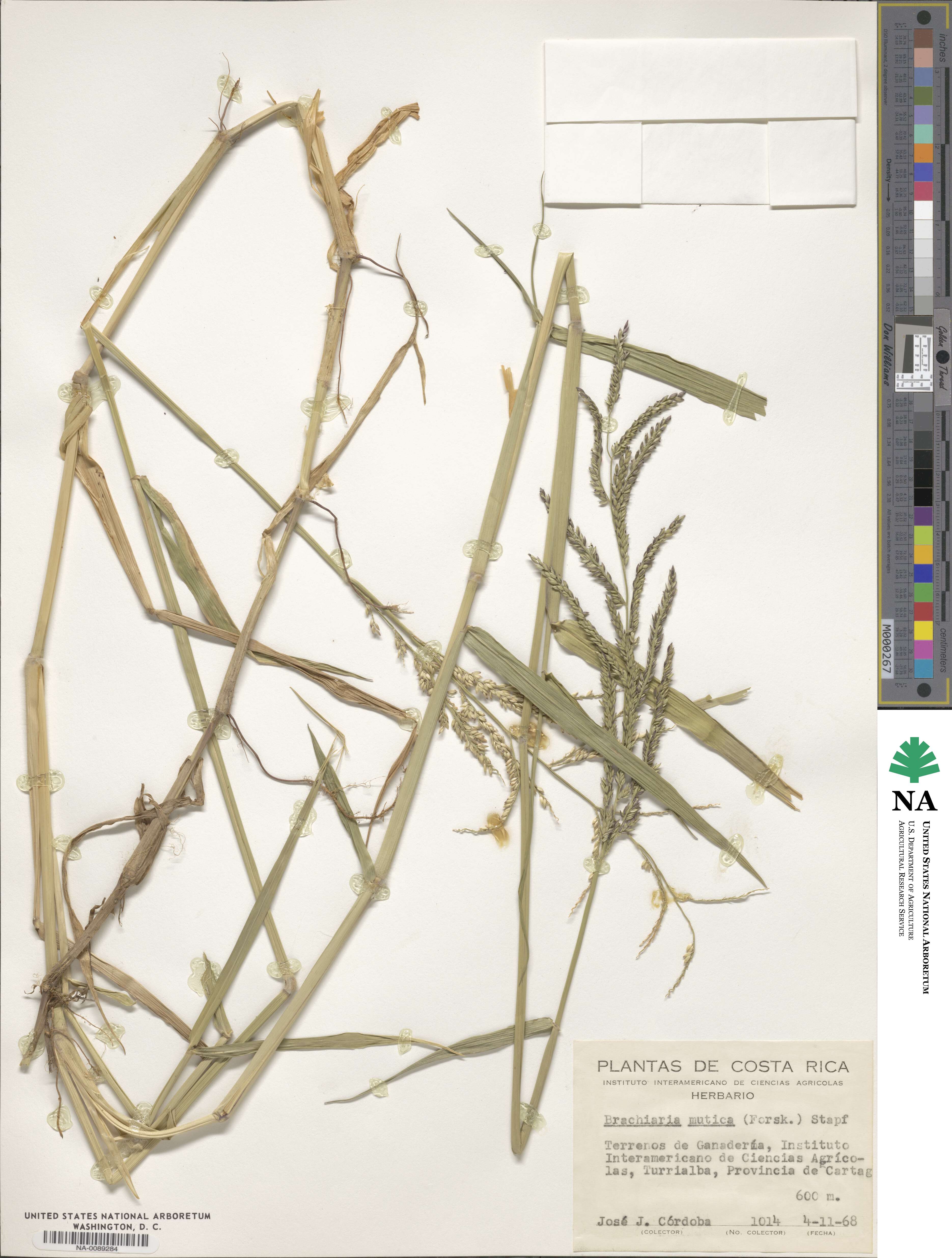 Urochloa mutica image