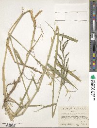 Urochloa mutica image