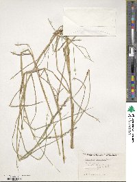 Image of Urochloa ophryodes