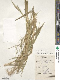 Urochloa plantaginea image