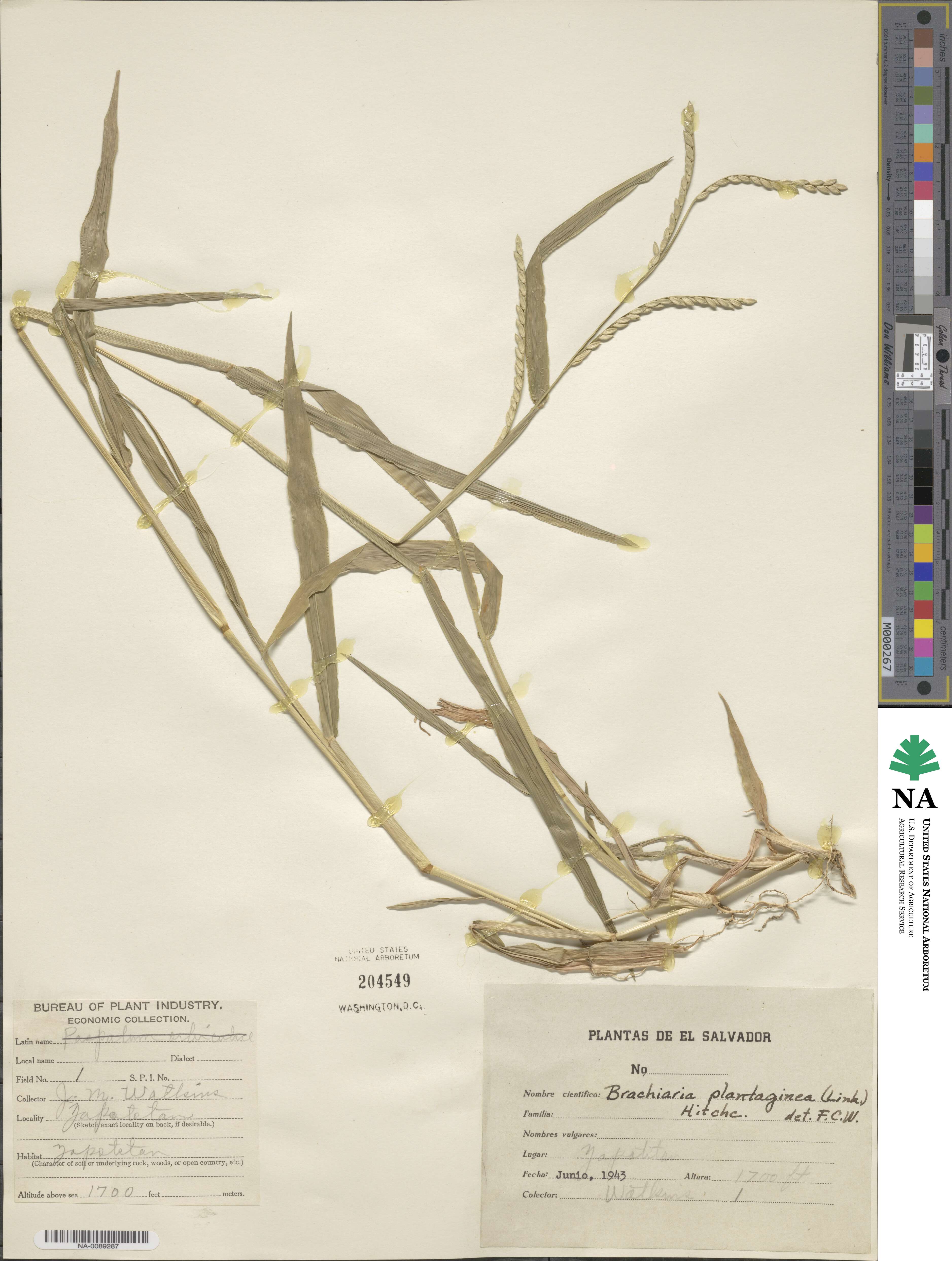 Urochloa plantaginea image
