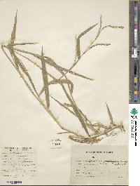 Urochloa plantaginea image