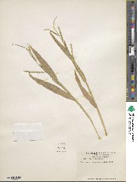 Urochloa plantaginea image