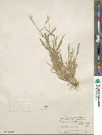 Urochloa plantaginea image