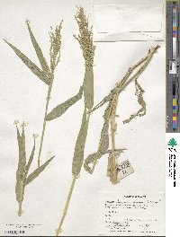 Urochloa ramosa image