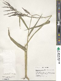 Urochloa mutica image