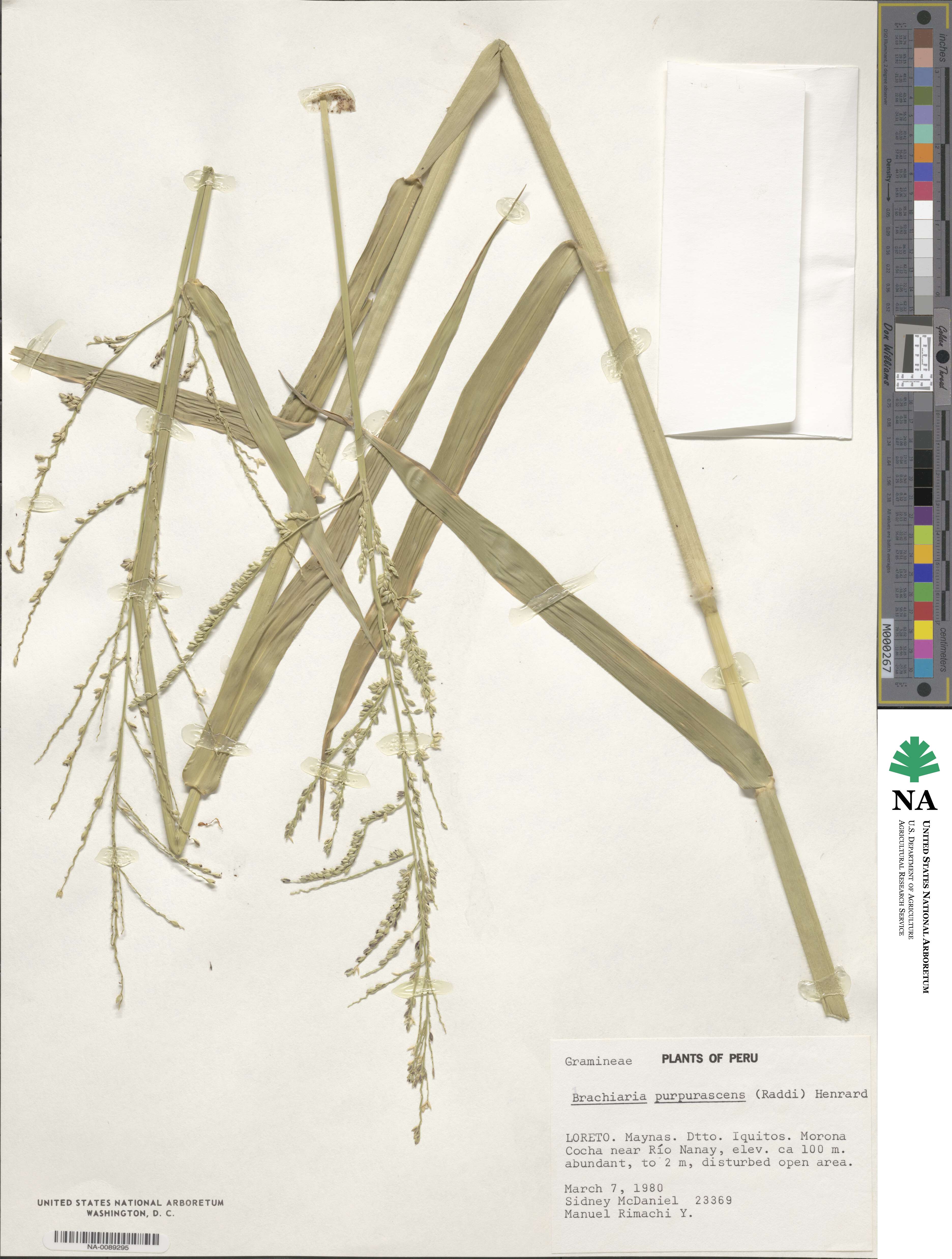 Urochloa mutica image