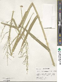 Urochloa mutica image