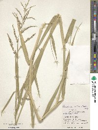 Urochloa mutica image