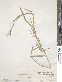 Urochloa glumaris image