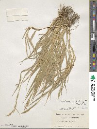 Urochloa glumaris image