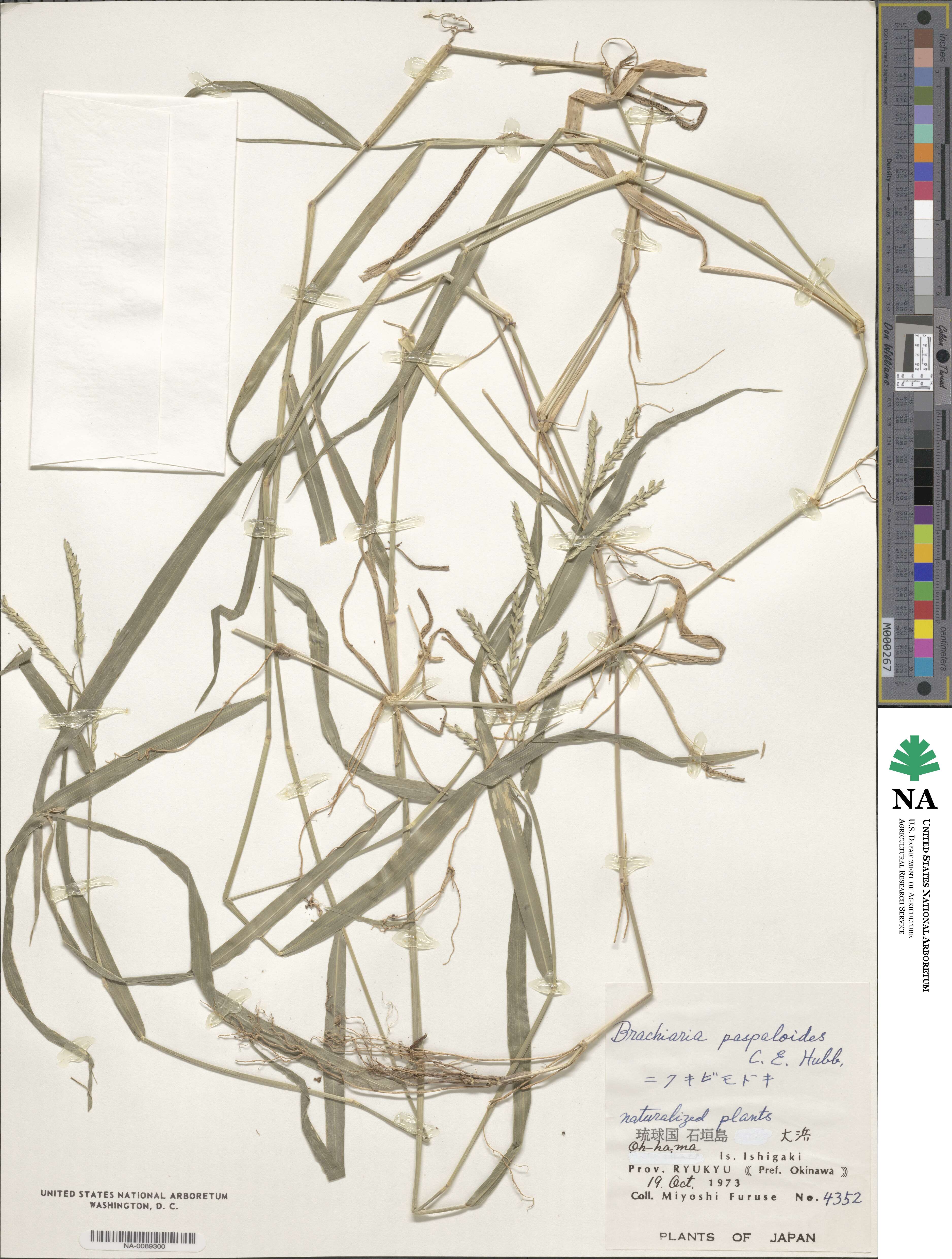 Urochloa glumaris image