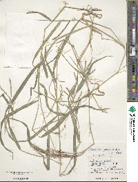 Urochloa glumaris image