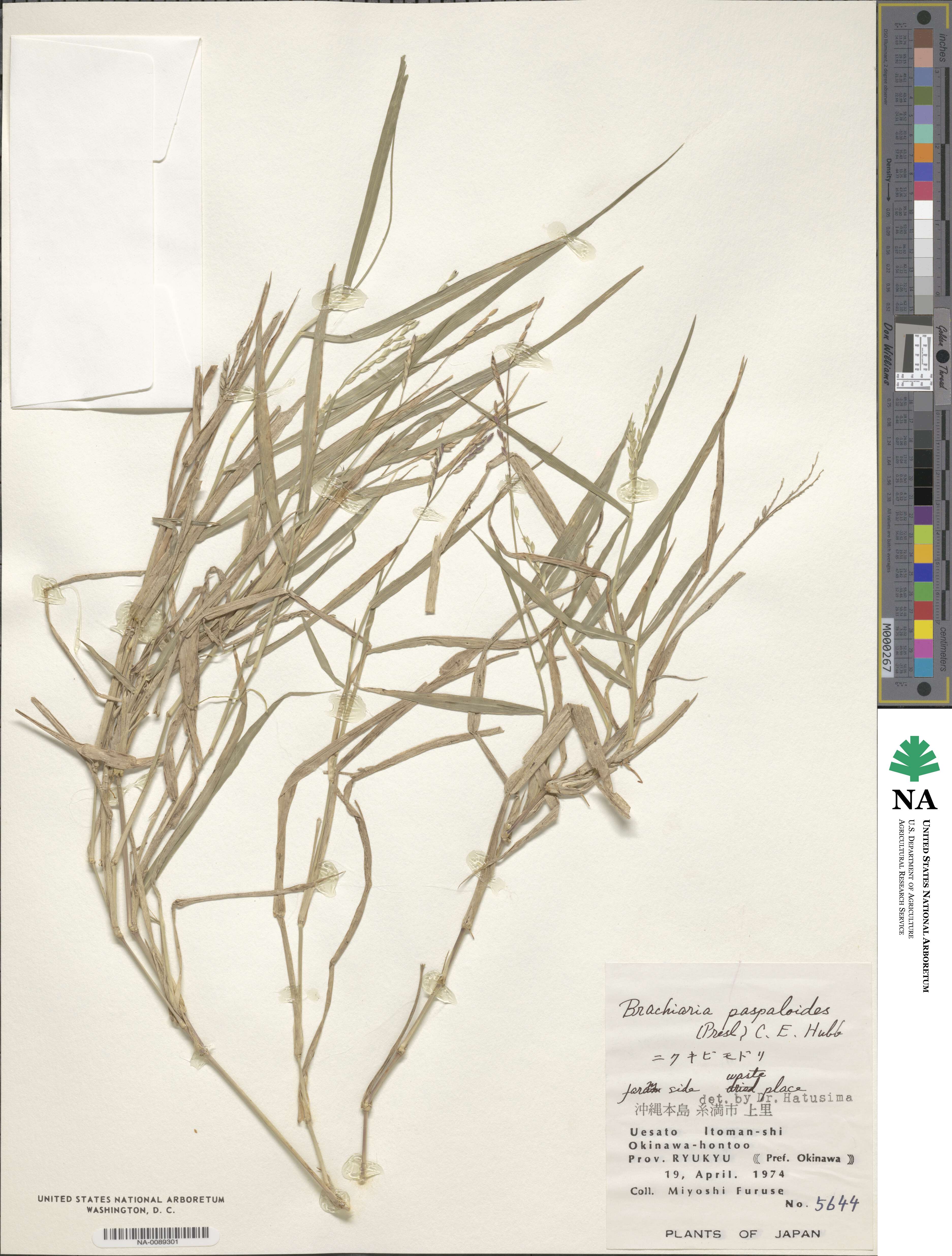 Urochloa glumaris image