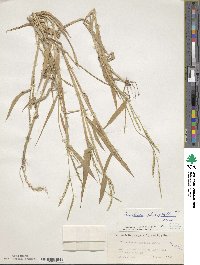 Urochloa platyphylla image