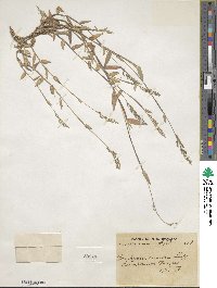 Urochloa ramosa image