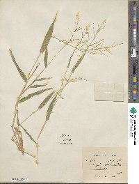 Urochloa ramosa image