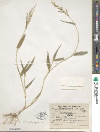 Urochloa ramosa image