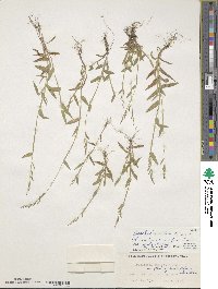 Urochloa villosa image