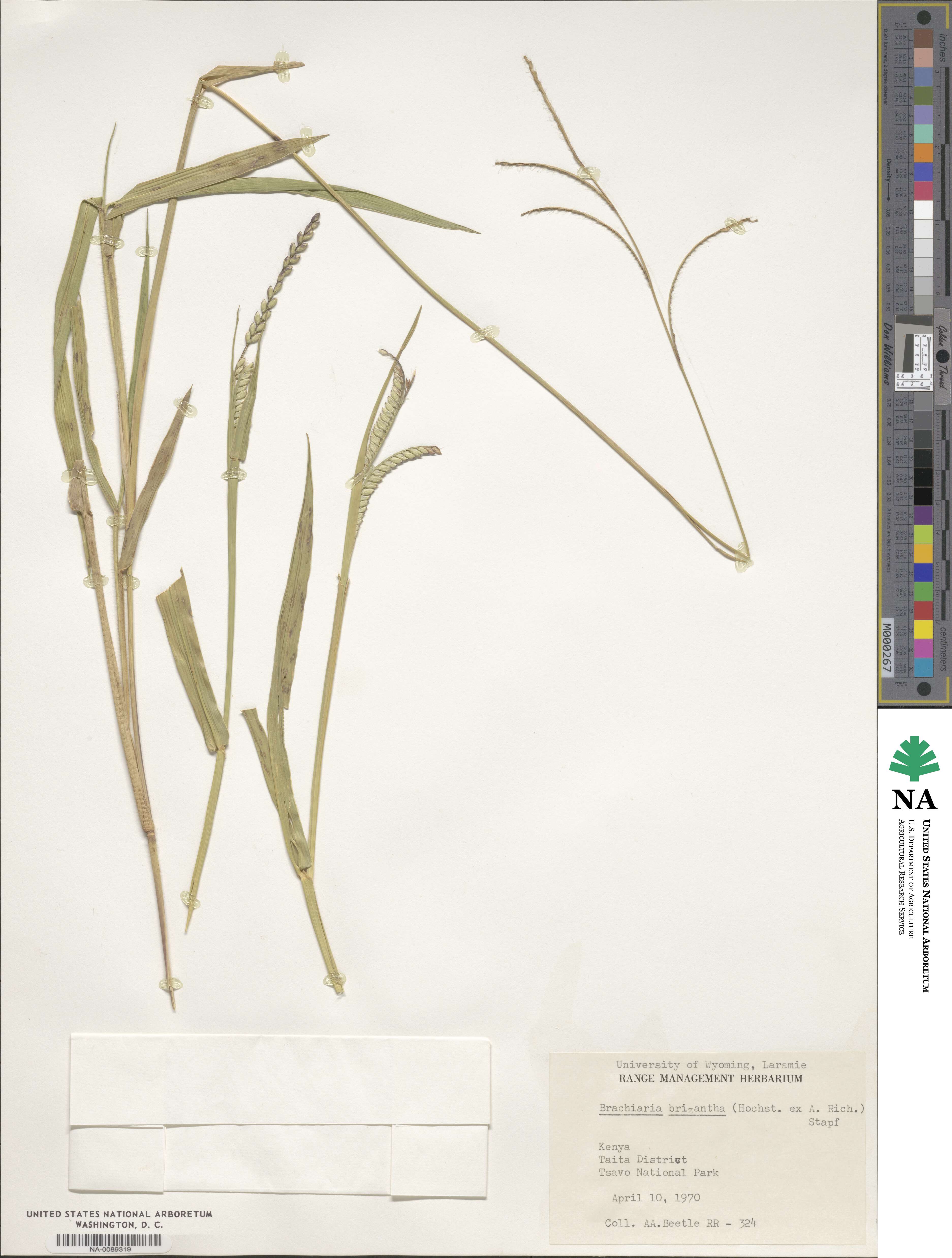 Urochloa brizantha image