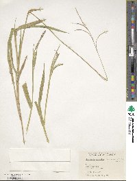 Urochloa brizantha image