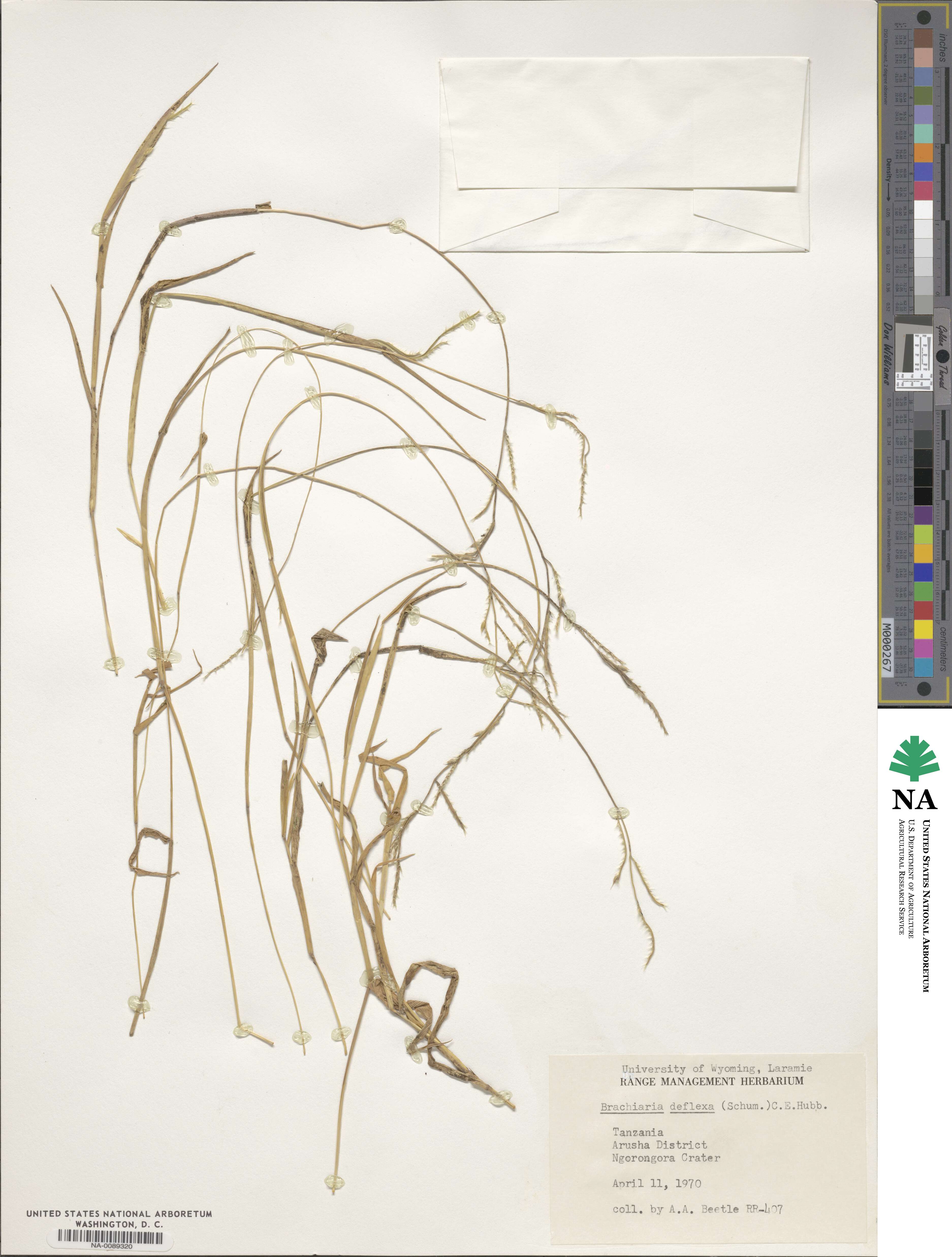 Urochloa deflexa image