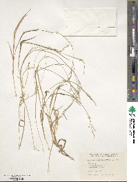 Image of Urochloa deflexa