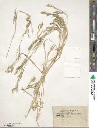 Image of Urochloa gilesii