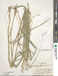 Urochloa brizantha image