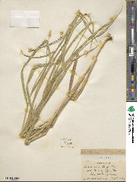 Urochloa brizantha image