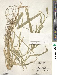 Image of Urochloa eminii