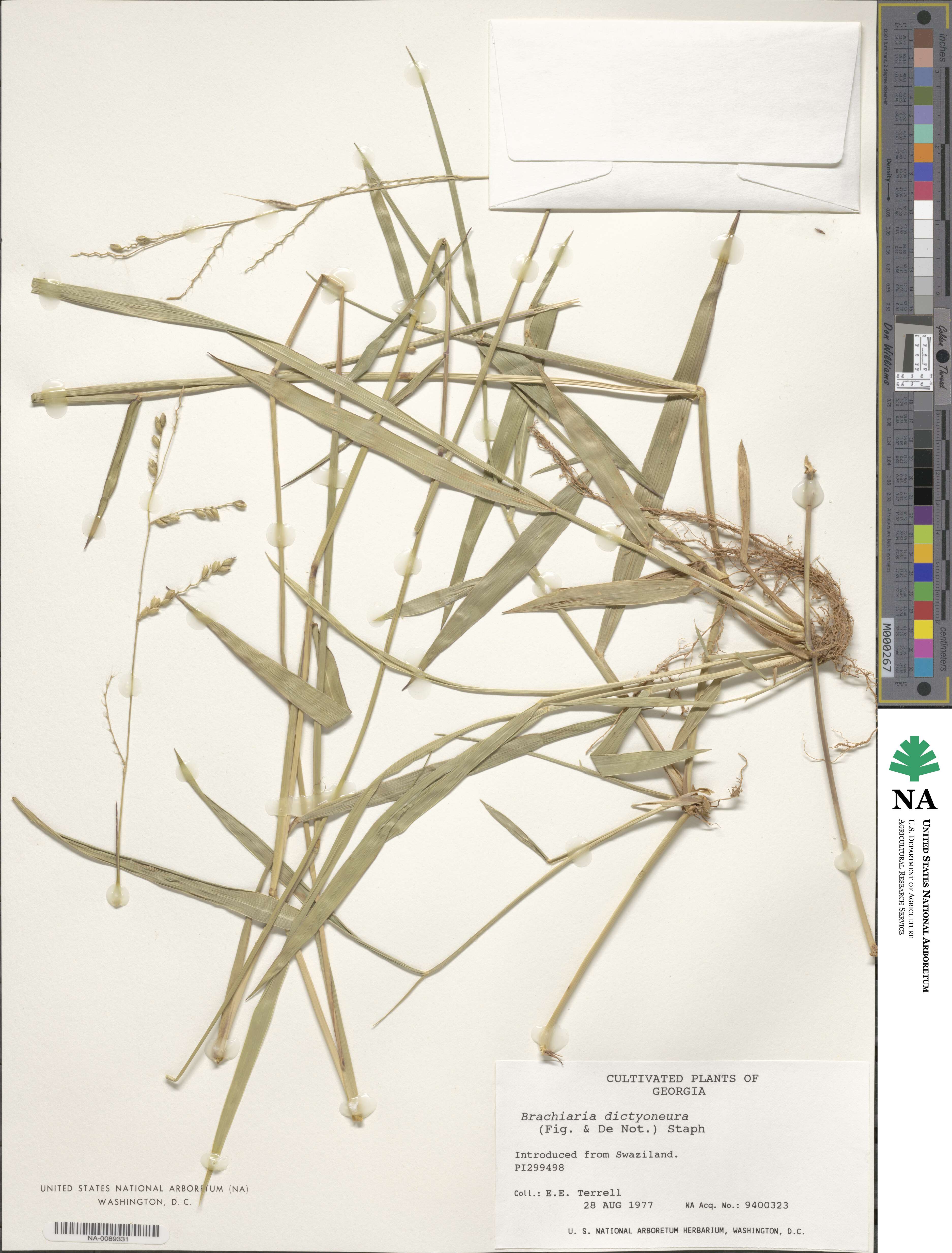 Urochloa dictyoneura image