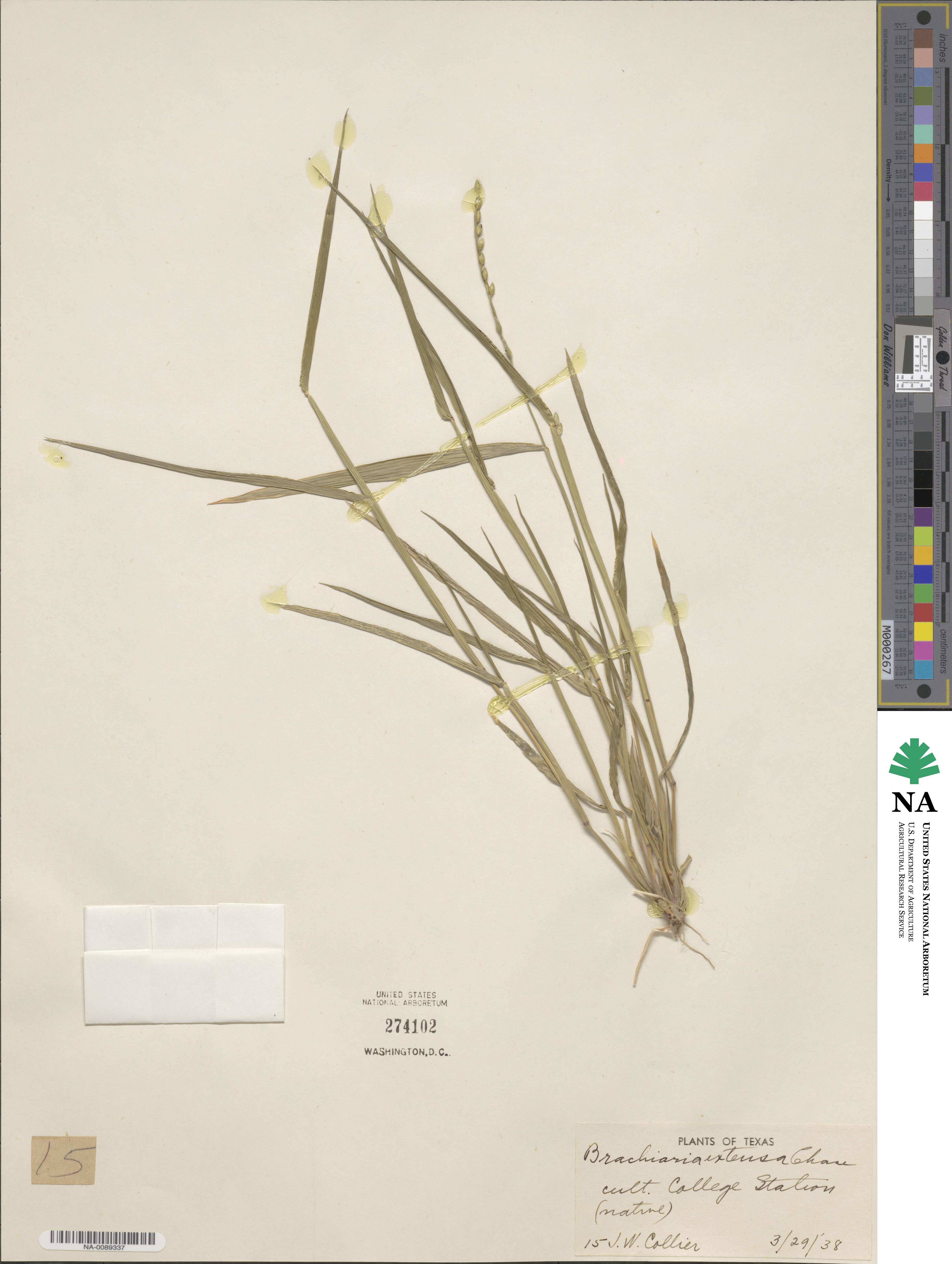 Urochloa platyphylla image